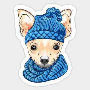 Chihuahua breed in knitted hat and scarf Sticker